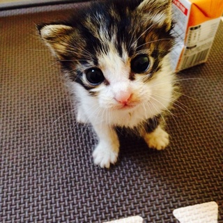 仔猫３兄弟の家族になって下さい。