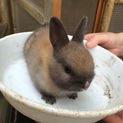 うさぎの赤ちゃん!!!ありがとうございました。