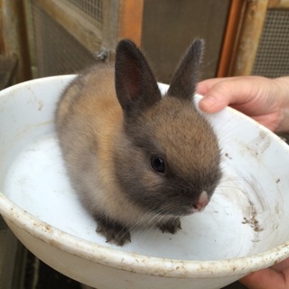 うさぎの赤ちゃん!!!ありがとうございました。