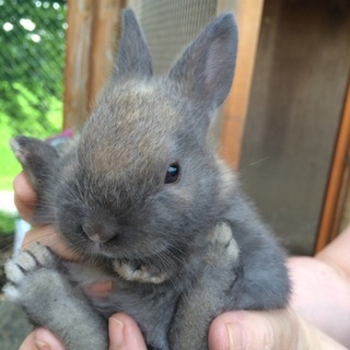 うさぎの赤ちゃん!！2　ありがとうございました。