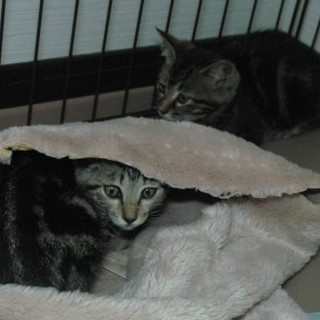 捨て猫２匹の飼い主さん募集