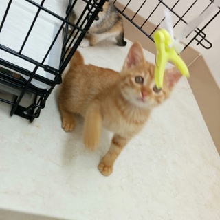 元気な茶トラ君です！！