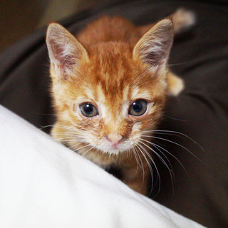 人懐っこいオスの子猫！