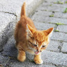 人懐っこいオスの子猫！ サムネイル3