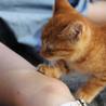 人懐っこいオスの子猫！ サムネイル4