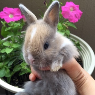 生後一ヶ月可愛いウサギ