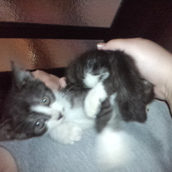 昨年の夏頃に保護した子猫