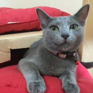 ロシアンブルーの女の子、アーニャさん。