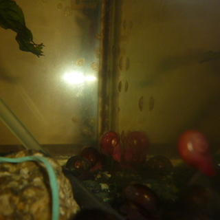 レッドラムズホーン