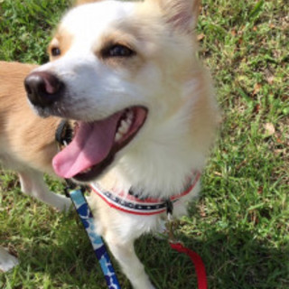 行政収容★素直な良い子！バスケットに押し込めて遺棄