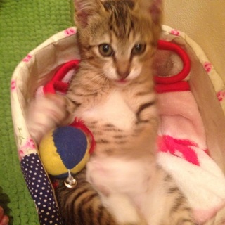 健康！あまえんぼー！キジちゃん2か月(๑´罒`๑)