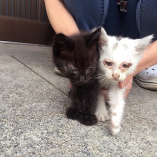 生後2ヶ月未満の子猫です。