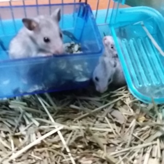 ゴールデンハムスターbabyシルバーグレー