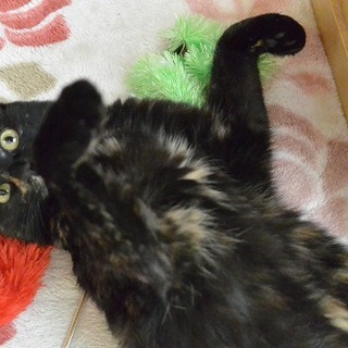 犬とも暮らせる甘えん坊です