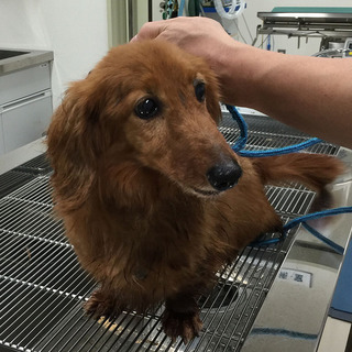 9歳ミニチュアダックス飼い主さん急募！