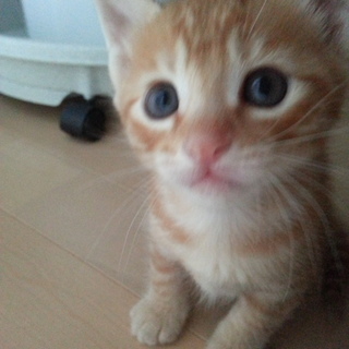 【子猫】【生後1ヶ月】