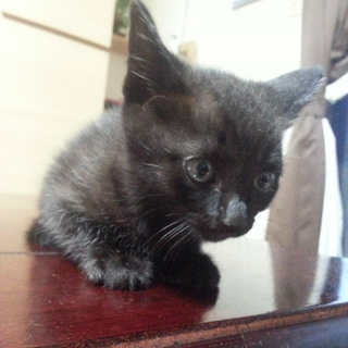 【子猫】【生後1ヶ月】