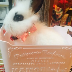 「懐いてきたよー！」サムネイル2