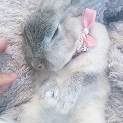 「懐いてきたよー！」サムネイル3