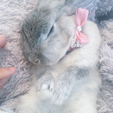 zzzz