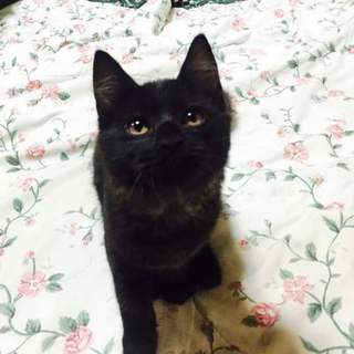 人懐こくて可愛い黒子猫ちゃん　