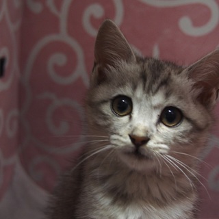 元気なおてんばっこです