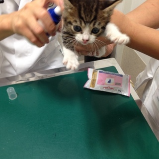 1か月の女の子の里親さん募集です。