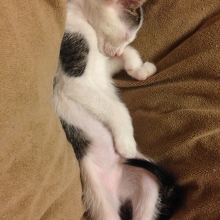 キジぶちの男の子