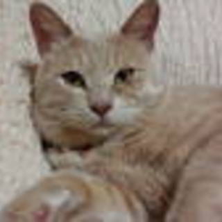 珍しいアイボリー色の猫です。