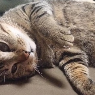 成猫キジトラＦＩＶキャリア