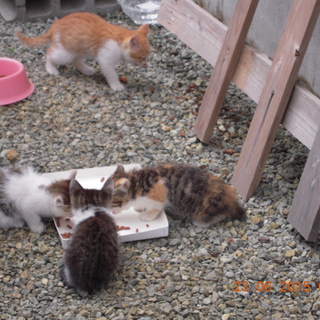 母猫と４匹の子猫を保護しています。