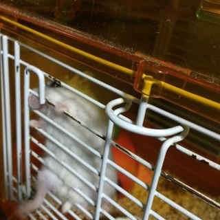 パールホワイト♀ 一時募集停止