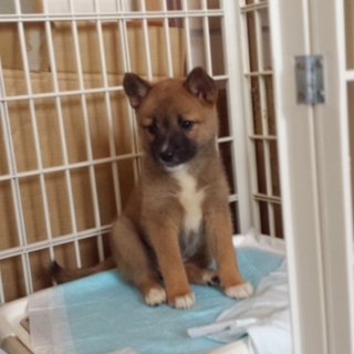 ２ヶ月のマリンちゃん