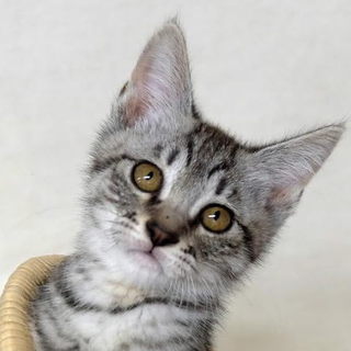 緊急募集！可愛いサバトラちゃん