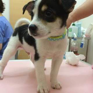 仔犬の里親様を募集しています