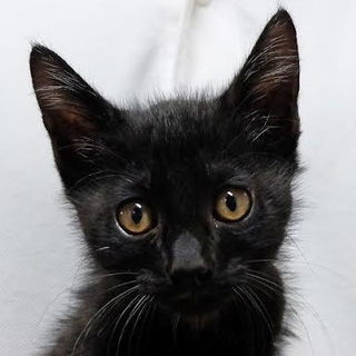 緊急！抱っこ好きなクロちゃん