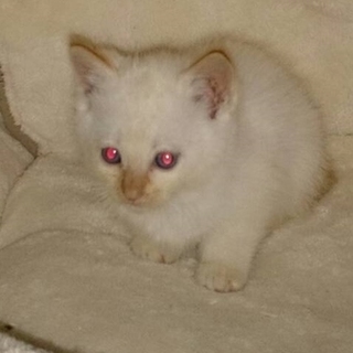 ありがとうございました。