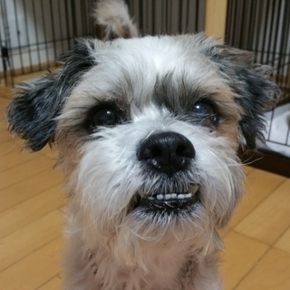 甘えん坊で癒し系の男の子、シーズーmix