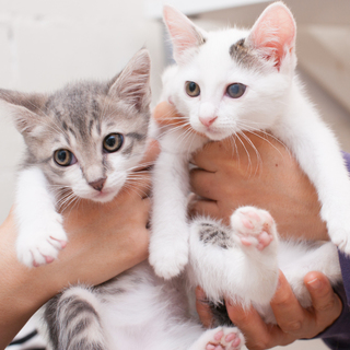 チョビット！(チョビちゃん、ビットくん)