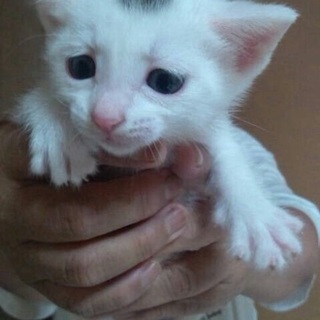  5月28日生まれ里親さん募集中