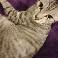 レベッカ姉さん(レヴィちゃん)