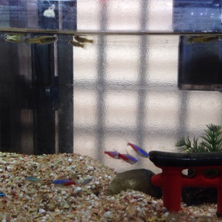 コリドラス他、よろしくお願いします。