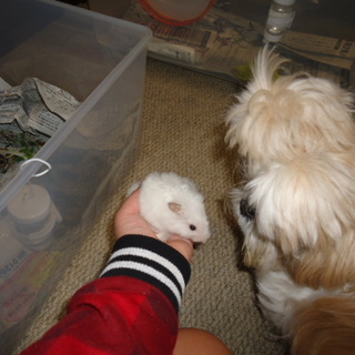 ２歳のゴールデンハムスター　ホワイト長毛　♂