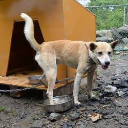 「常総市から来たわたるです。」サムネイル2