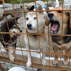 新ドッグラン稼働