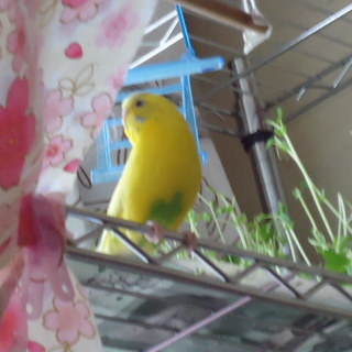 セキセイ　ハルクイン　黄色　２歳