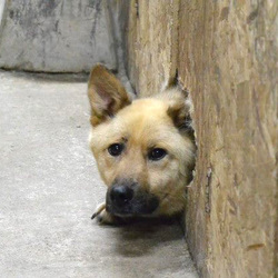 「トーイが開けた穴から・・・」サムネイル3