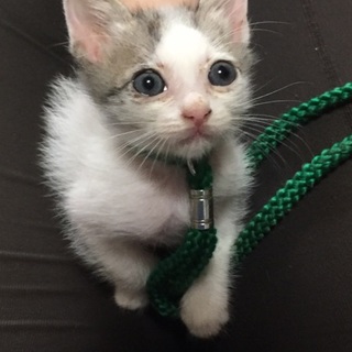 保護した甘えんぼ子猫の里親募集中