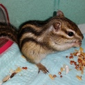 生後４ヶ月のシマリスさんです