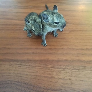 デグーの赤ちゃん  